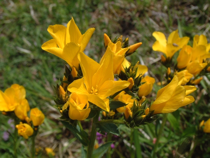 Linum capitatum / Lino capitato